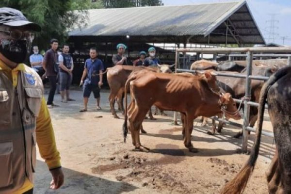 Idris Berpesan Soal Pengorbanan Ditengah Pandemi Covid-19 Saat Tinjau Penyembelihan Hewan Kurban