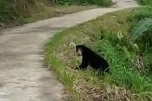 Warga Agam Panik Lihat Beruang Madu Jalan-Jalan, Saat Asyik Cari Rumput