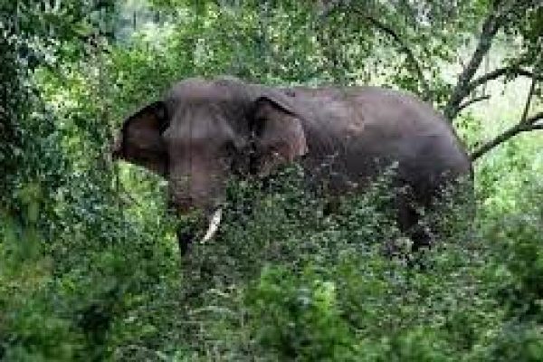 Kawanan Gajah Liar Rusak Dan Hancurkan 15 Pondok Warga 