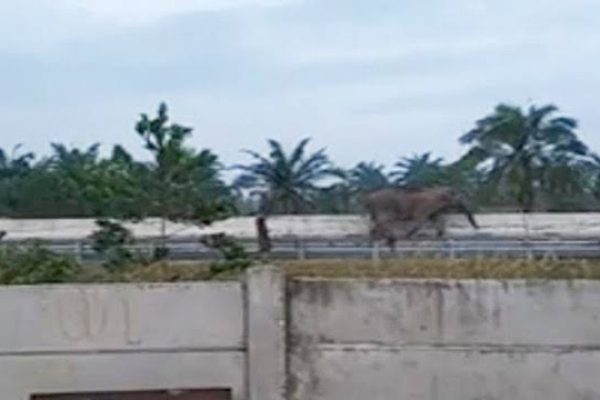 Gajah Liar Masuk Tol Pekanbaru-Dumai