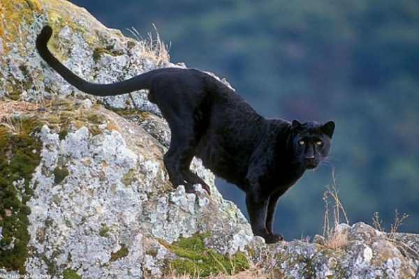 Macan Kumbang Berkeliaran Di Semeru, Diduga Kelaparan Dan Kehilangan Habitat