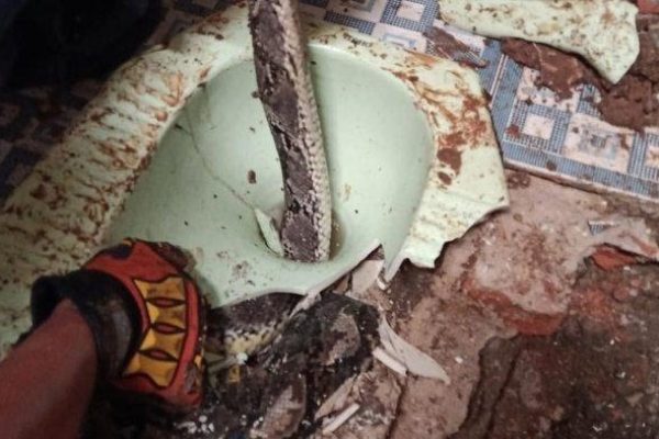 Warga Temukan Ular Sanca Dalam Lubang Kloset Rumah di Depok   