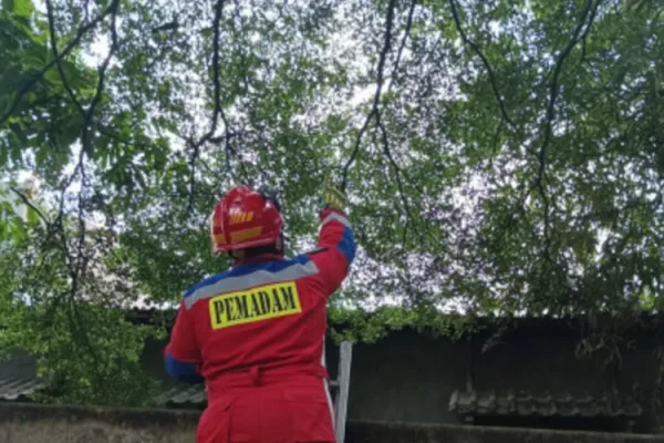 Ular Sanca 3,5 Meter Diamankan dari Taman Bambu