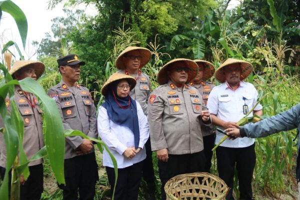 Kapolres Kepulauan Seribu Ikuti Panen Raya Jagung Serentak Tahap 1 di Pulau Karya