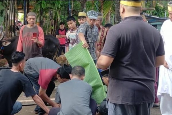 Daenk Jamal Laksamana Penyembelihan 5 Ekor  Hewan Kurban