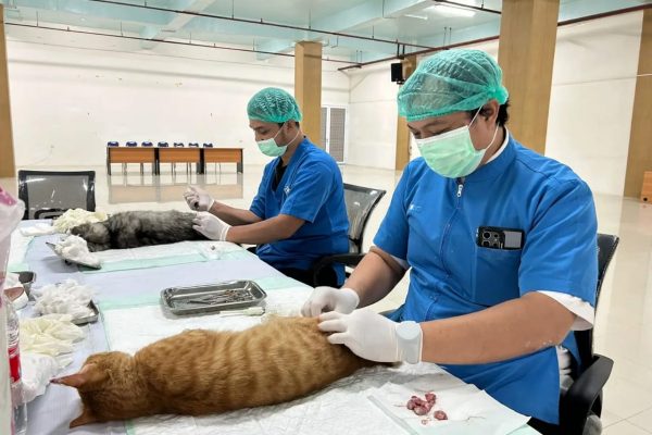 Sterilisasi Kucing Gratis Meriahkan HUT ke-27 Depok, Target 100 Ekor