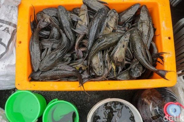 Jakarta “Darurat” Ikan Sapu-Sapu: 10 Ton Berhasil Diangkat, Begini Prosedur Pemusnahannya!