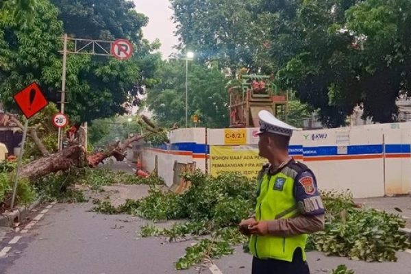 Pohon Tumbang Tutup Jalan Wahid Hasyim, Rute TransJakarta ke Tanah Abang Dialihkan!